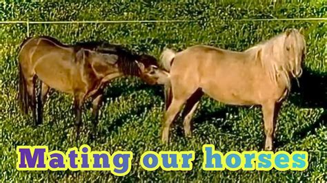 horse XNXX Videos.